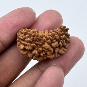 1-Mukhi Rudraksha (Single Bead)