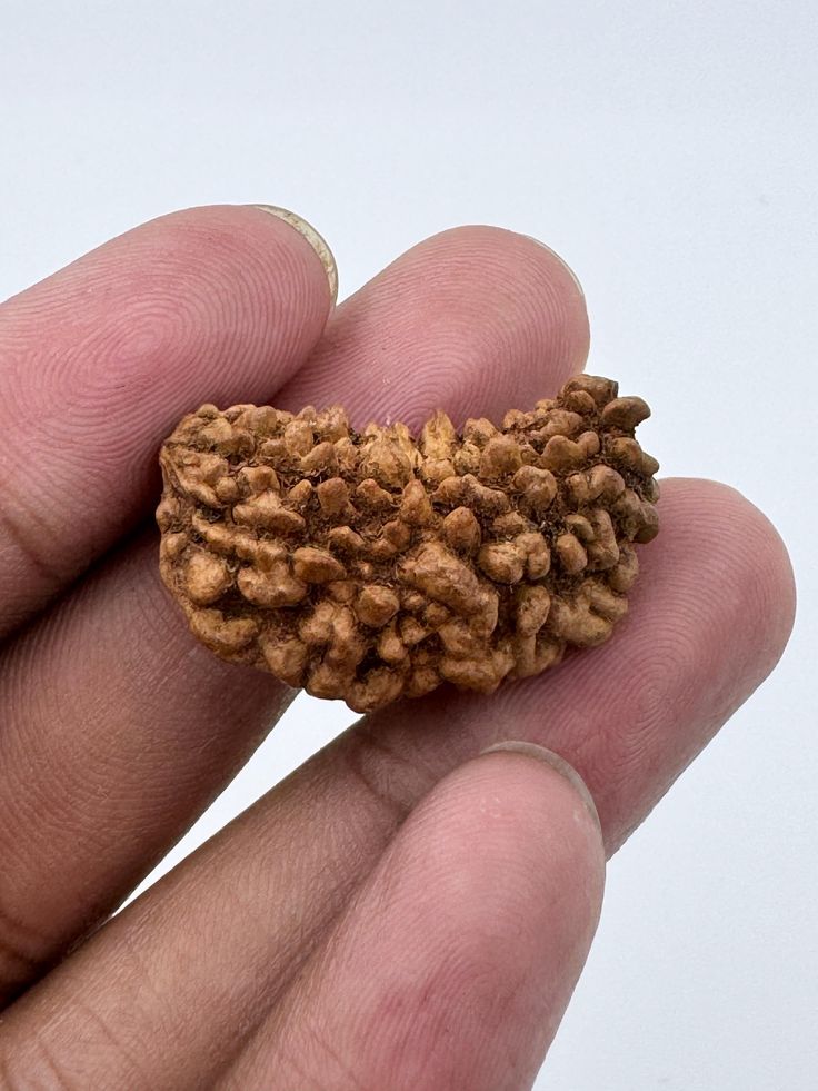1-Mukhi Rudraksha (Single Bead) 1-Mukhi Rudraksha (Single Bead)