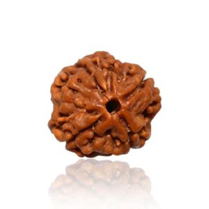 4-Mukhi Rudraksha