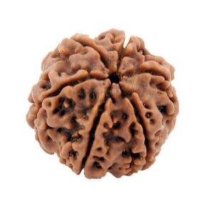 6-Mukhi Rudraksha