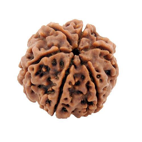 6 Mukhi Rudraksha 6-Mukhi Rudraksha