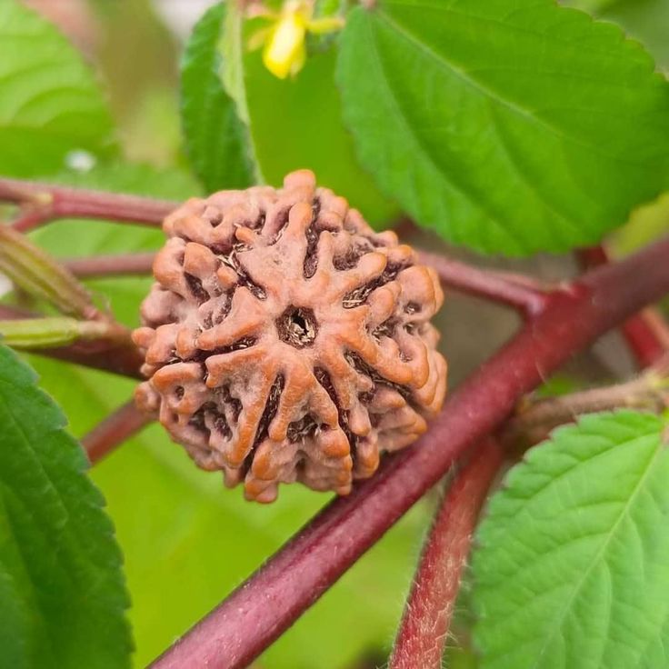 Premium 7-Mukhi Rudraksha Premium 7-Mukhi Rudraksha